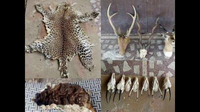 <arttitle>Poaching ‘kingpin’ Prashant Bishnoi’s name removed from dad’s security firm <b/></arttitle>