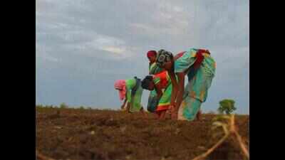 Small farmers in India need urgent policy support, evidence from nine states suggests