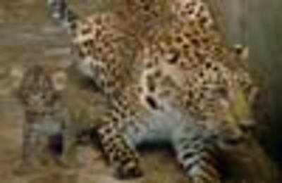 Six Held With Leopard Skins In Uttarakhand Times Of India