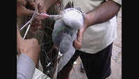 Over 500 birds injured by glass-coated manjha in Vadodara