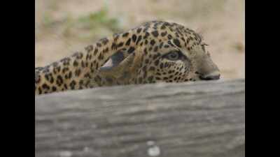 3 leopards spotted on Valparai court premises