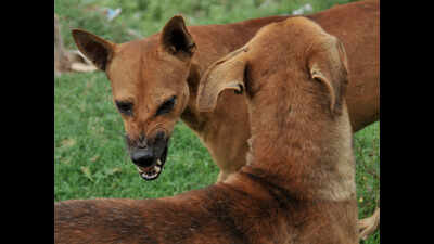 Strays bare fangs: 300 in Lucknow bitten by canines every day