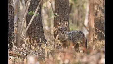 Kukkarahalli Lake is now the breeding ground for Jackals