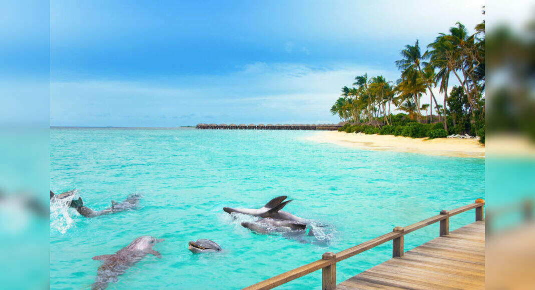 Image result for maldives dolphoines