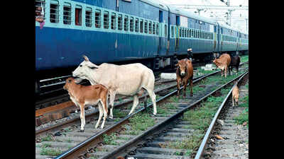 Lucknow: Cows squat on railway tracks, accident averted