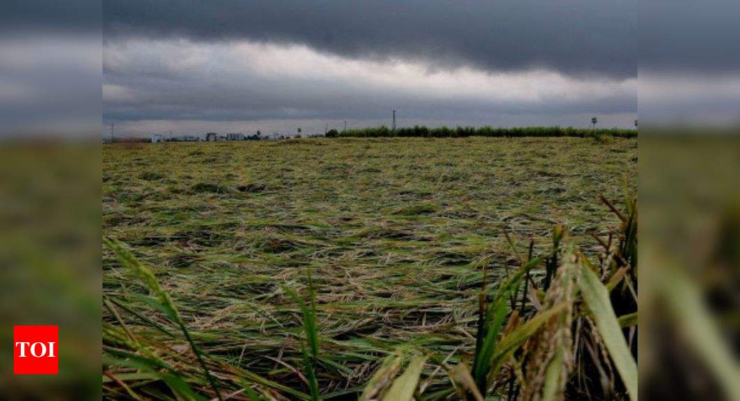 Cyclone Nivar Rains Cause Extensive Damage To Crops In Andhra Pradesh