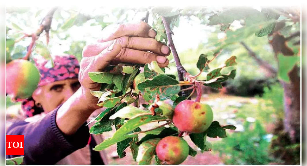 Why Are Apple Farmers In Himachal Reaping Bitter Fruits Chandigarh