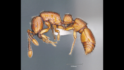 Bengaluru scientists discover 2 new ant species in Arunachal