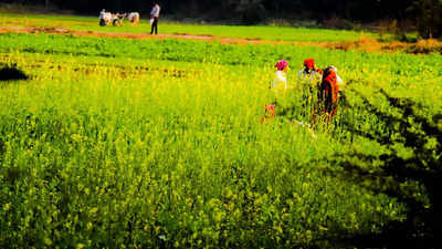 St In Country Telangana Moves To Index Its Crops Hyderabad News