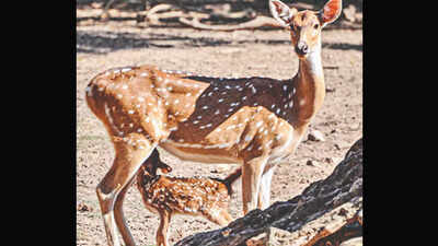 Over 30 deer die every year at University of Hyderabad
