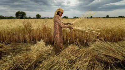 Amid Weather Woes Indias Wheat Production To Fall India News