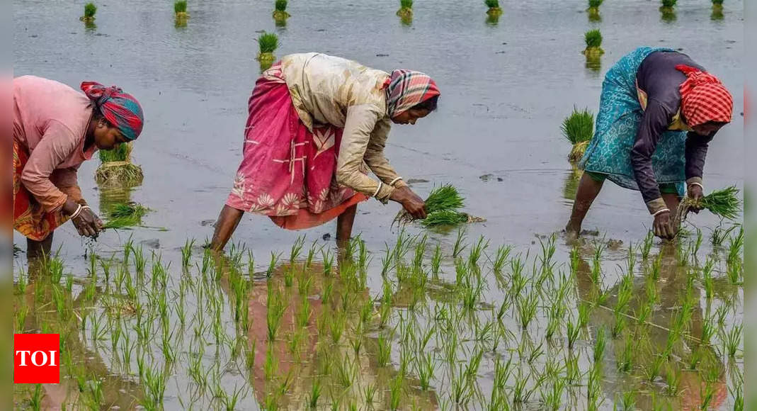 About Of Kharif Crop Sowing Completed In Dist Pune News Times