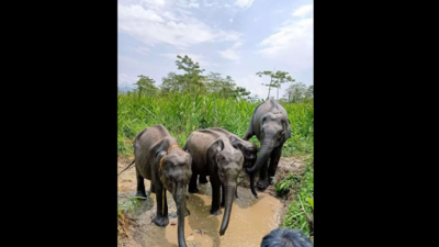 Tamil Nadu Fifth Elephant Reserve Of Tamil Nadu At Agasthiyamalai