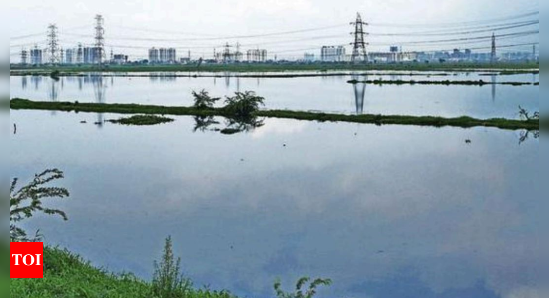 Delhi Wetland Panel To Ensure Najafgarh Lake Revamp Delhi News