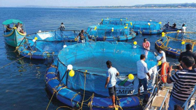 Goas First Open Sea Cage Fish Farm Commences Operations Goa News