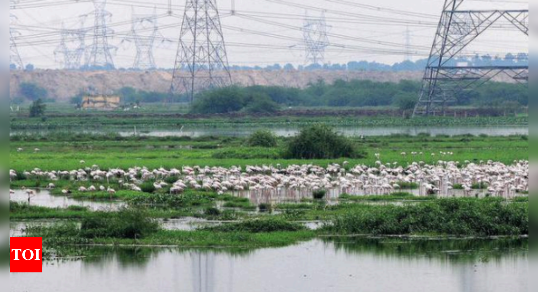 High Tension Cables At Najafgarh Wetland Pose Threat To Birds