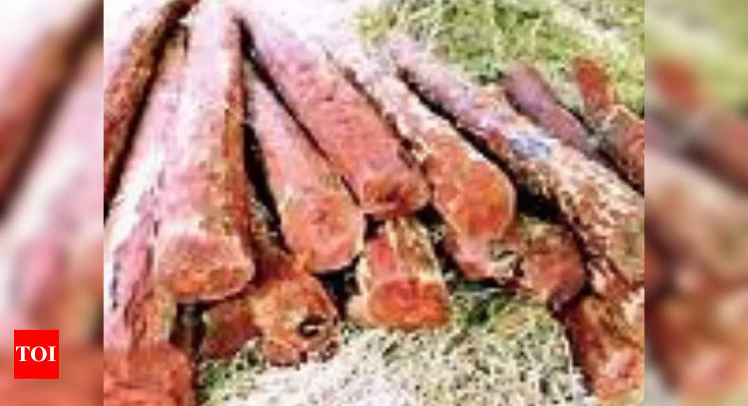 16 Red Sanders Logs Seized Near Tirumala Vijayawada News Times Of India