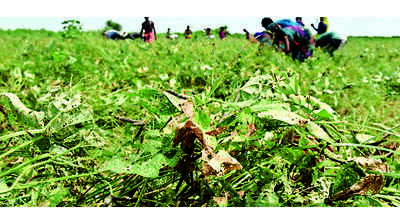 Country’s soybean output rises 4% in kharif 2022