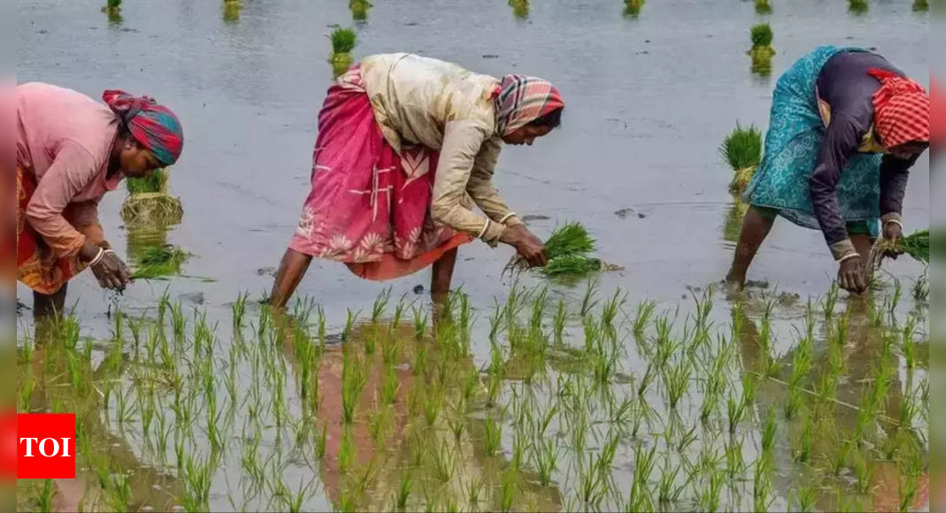 Procurement Of Paddy To Be Fully Mechanised To Reduce Physical Stress