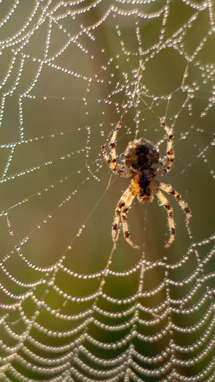 Genius ways to keep spiders away from your home naturally