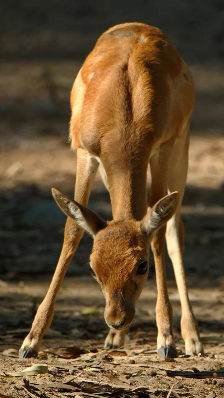 Kasturi deer deals