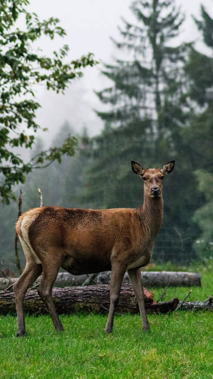 Kasturi deer 2024