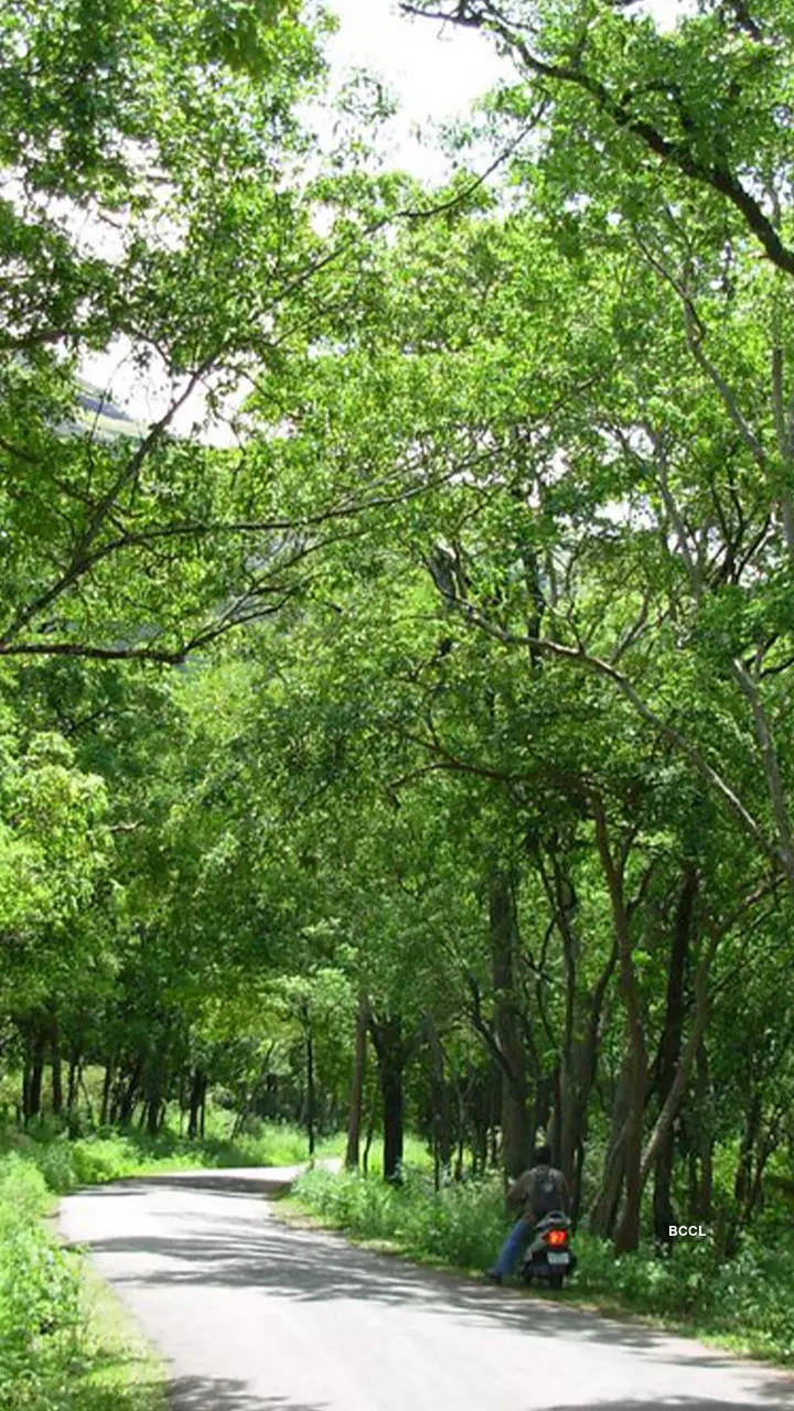 Iron fencing around sandalwood tree for protection against axing. |  Download Scientific Diagram