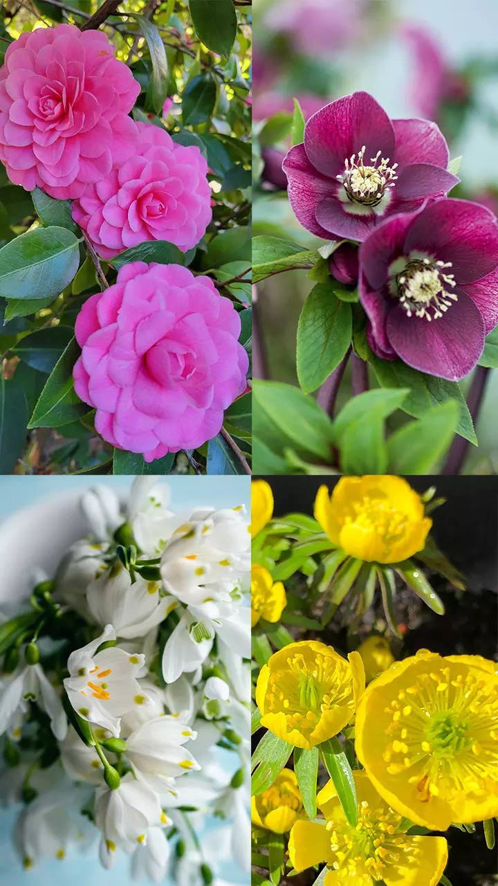 10 Winter Flowers to Brighten Cold-Weather Gardens