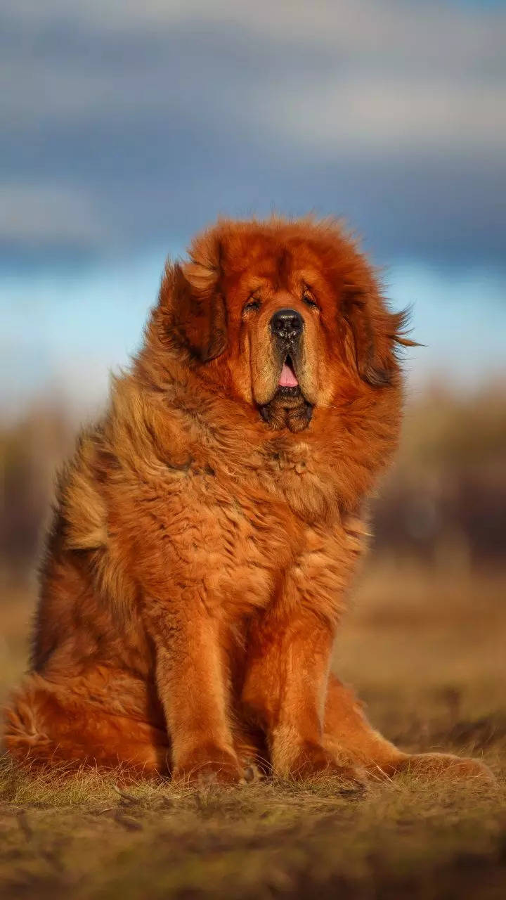 Dogs that look like tibetan sale mastiffs