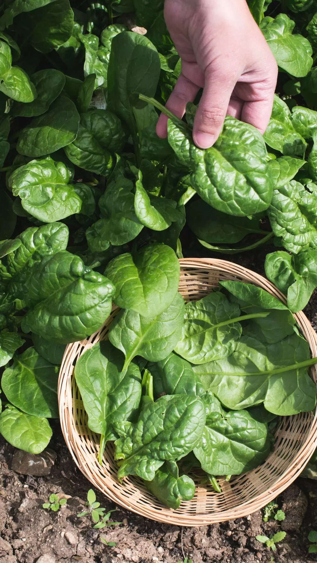​Spinach