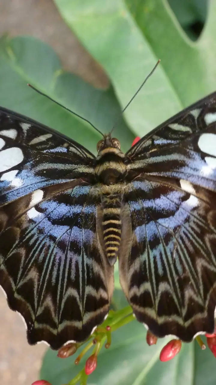 Stunning Blue Butterflies From Around The World - Australian