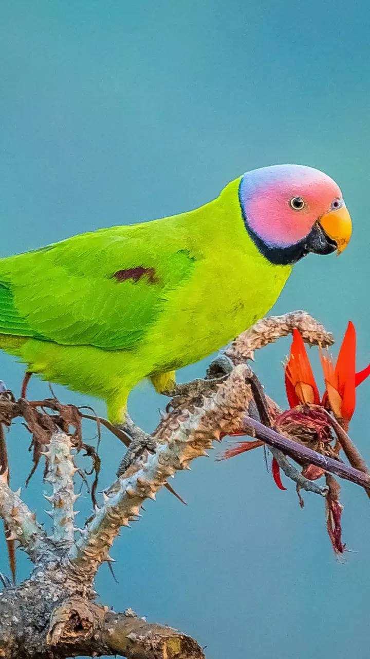 Parrots:12 types of parrots found in India and what makes them special