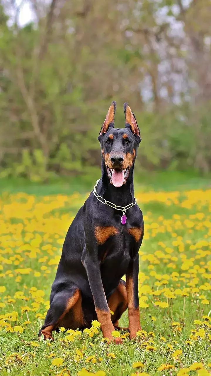 scariest looking dog breeds