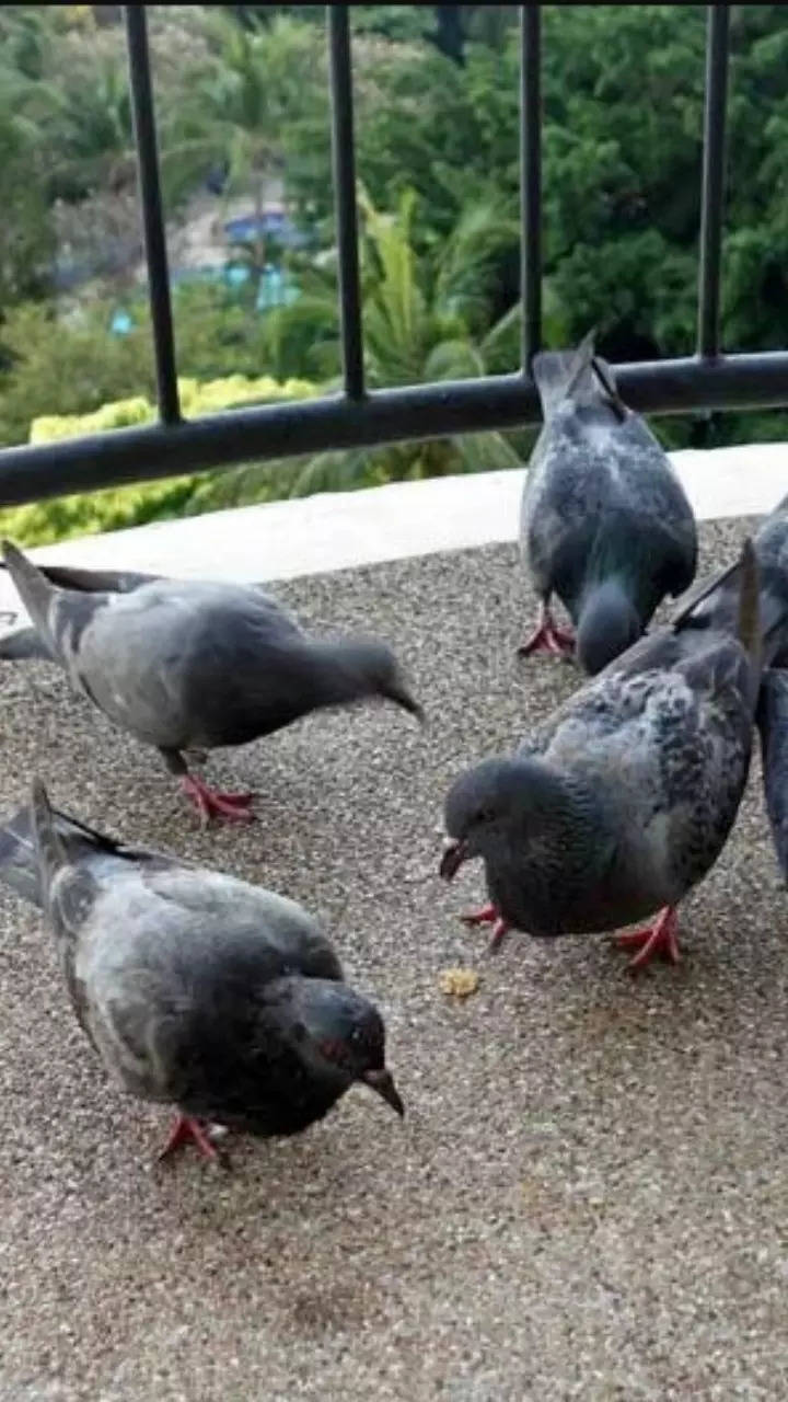 Importance of Cleaning Pigeon Poop off the Balcony – Nature Blog Network