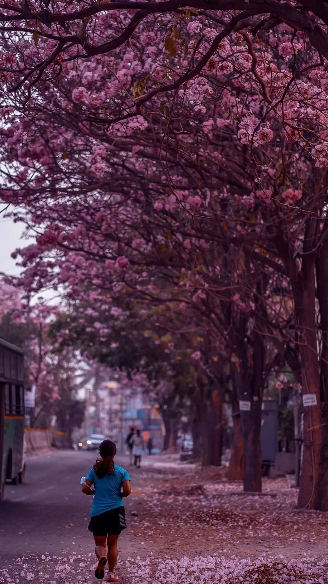 Bengaluru streets turn pink with Cherry Blossom-like flowers