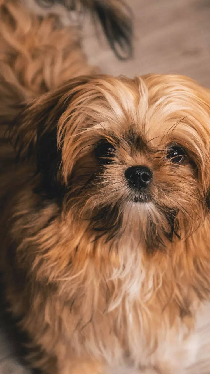 maltese shih tzu brown