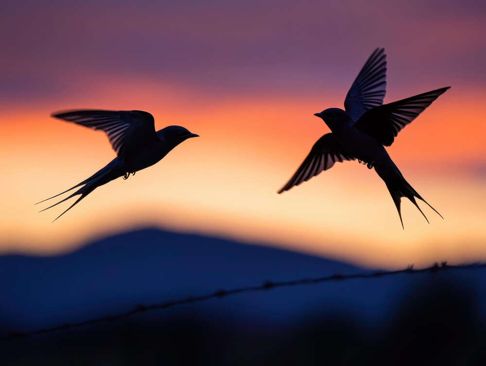 Why Some Birds Detect Rain and Storms Before Humans Do