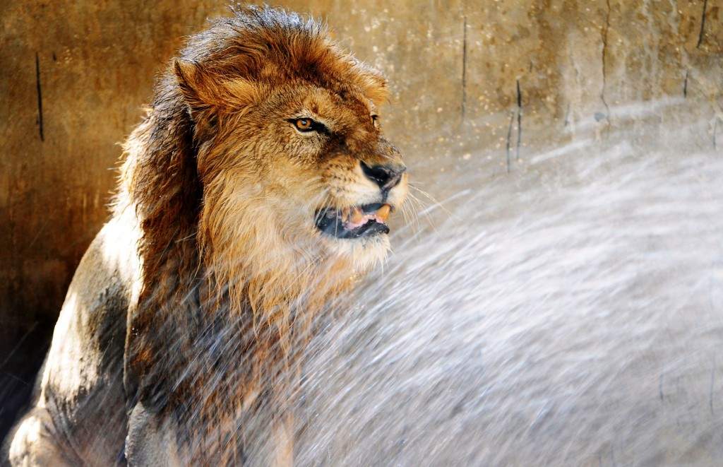 A lion is given a shower to cool down as temperatures rise at a zoological park in Jamshedpur. (AFP PHOTO/STR)