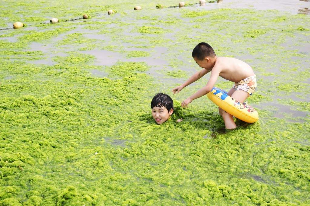 This picture shows children playing with algae on a beach in Qingdao, east China's Shandong province. (AFP PHOTO)