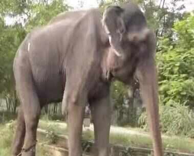 raju1