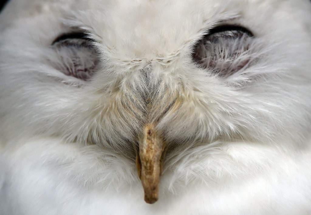 A snow owl sleeps in an enclosure at the 'ZOOM' Zoo in Gelsenkirchen, western Germany. (AFP PHOTO / PATRIK STOLLARZ)