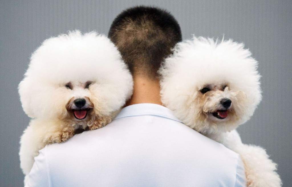 This photo taken in Hangzhou shows a man carrying two Bichon Frise named Paopao (L) and Benzen after a dog competition during a dog show. (AFP PHOTO / JOHANNES EISELE)