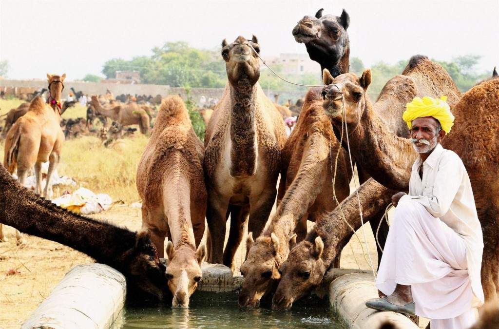 Camels quench their thirst at Pushkar Camel fair in Rajasthan. (PTI photo)