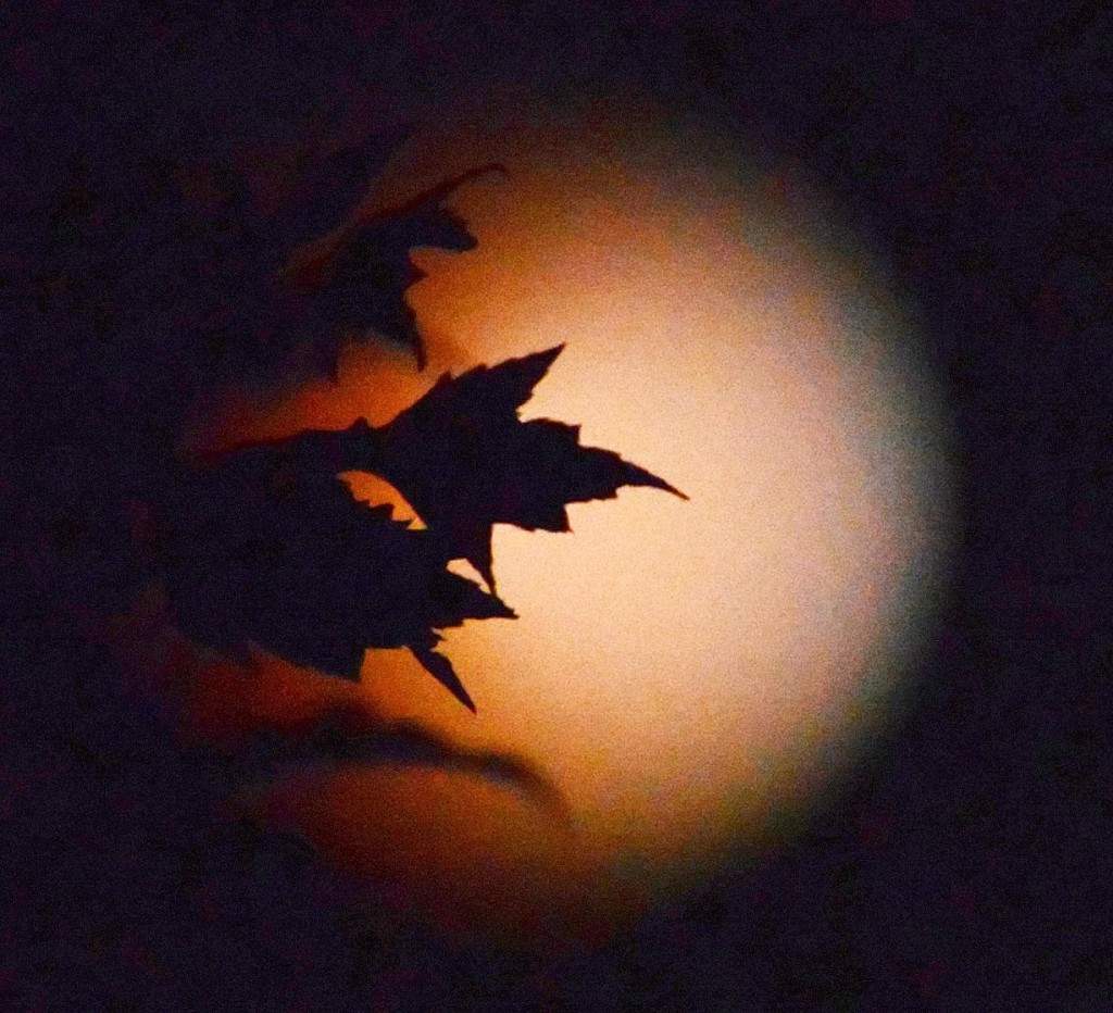 Leaves on a tree are silhouetted against the moon during a total lunar eclipse in Geneva, Ill. The red hue results from sunlight scattering off Earth's atmosphere, in what is known as a 'blood moon.' (AP Photo/Daily Herald, Jeff Knox) 