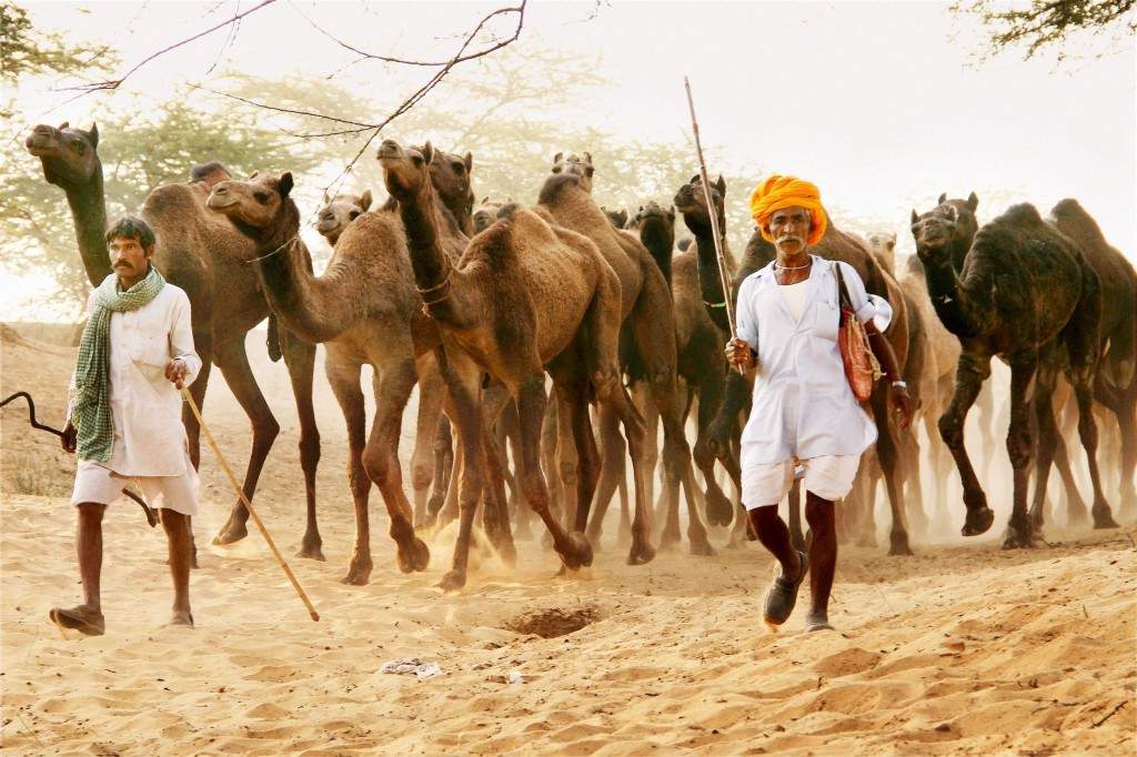 Camel herders arrive at Pushkar Camel fair in Rajasthan. (PTI photo)