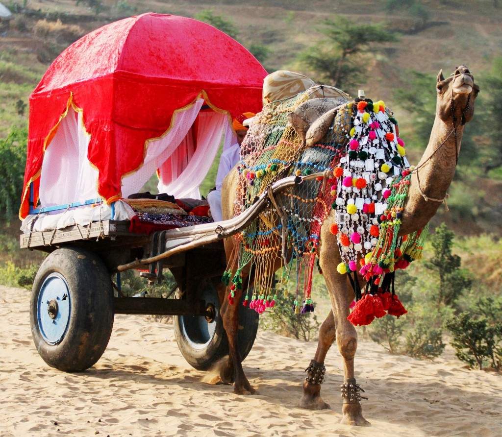 A decorated camel cart during Pushkar Camel fair in Rajasthan. (PTI photo) 