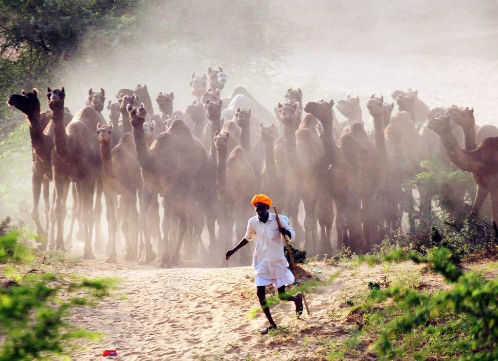 A camel herder walks his camels at Pushkar Fair. Thousands of animals, mainly camels, are brought to the fair to be sold and traded. (REUTERS/Himanshu Sharma) 