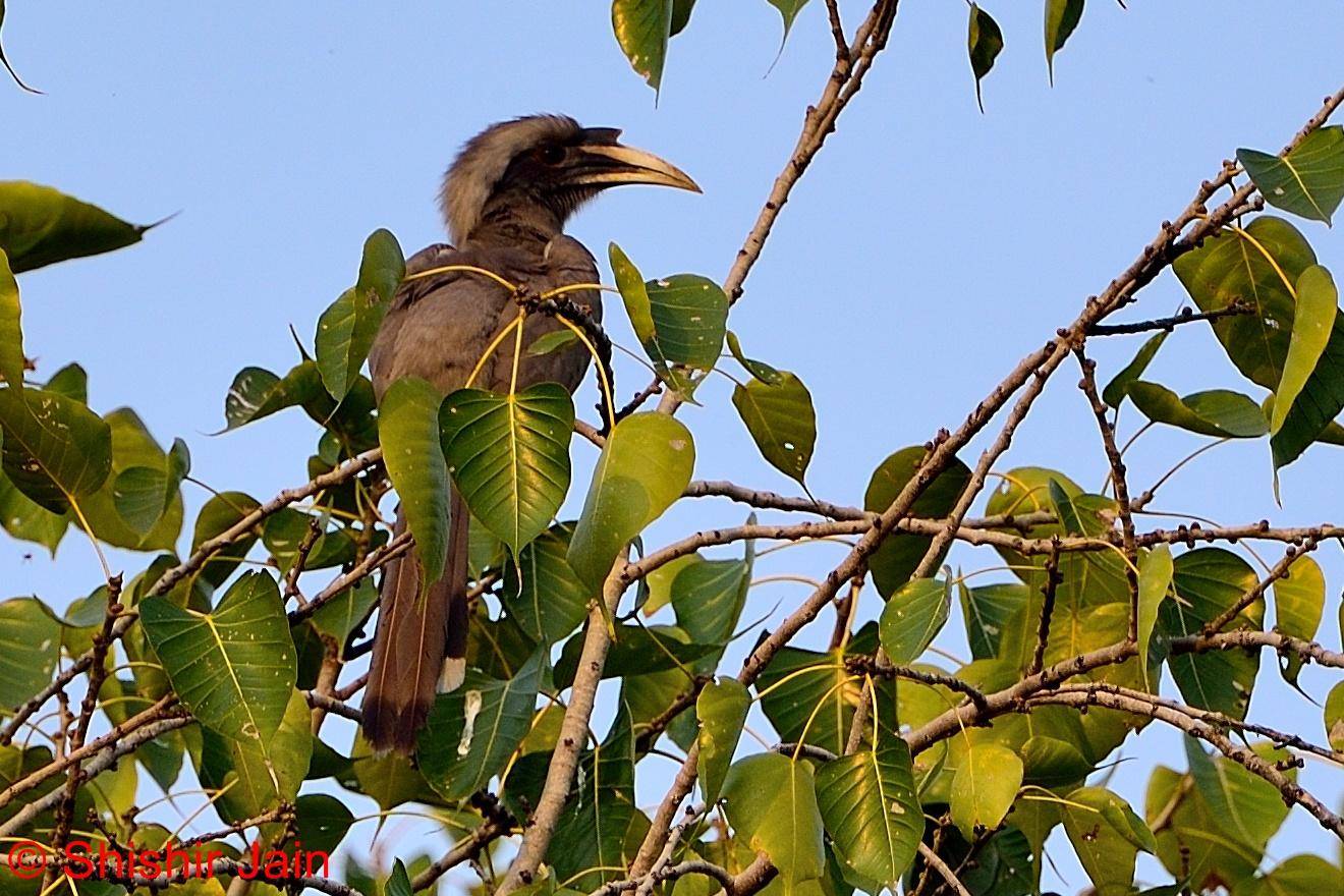 Indian Grey Hornbill