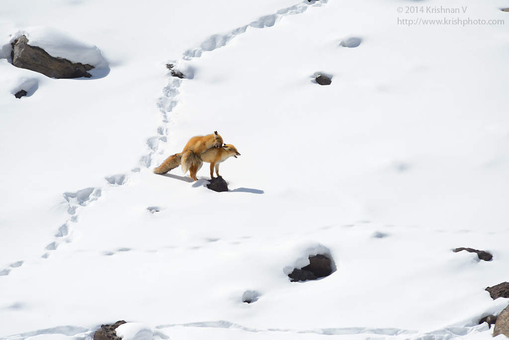Red Fox mating