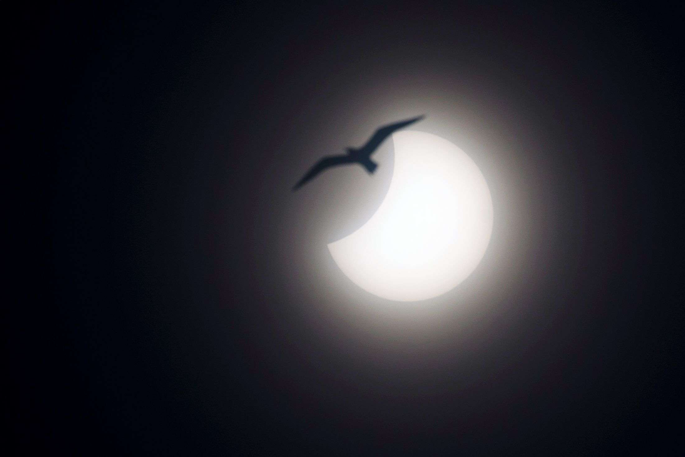 A seagull flies in front of a partial solar eclipse in the sky of Nice, southeastern France. (AP Photo/Lionel Cironneau)